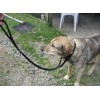 Dog slip (training) lead